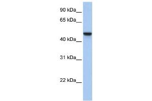Western Blotting (WB) image for anti-Adipocyte Plasma Membrane Associated Protein (APMAP) antibody (ABIN2459299)