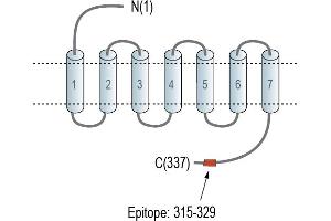 Representative domain view of the target of ABIN7884978.