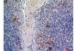 Immunohistochemistry (IHC) analysis of paraffin-embedded Human Tonsils, antibody was diluted at 1:100. (CD19 抗体  (Internal Region))