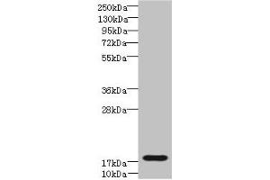 Western blot All lanes: TRAPPC6B antibody at 4 μg/mL + Mouse kidney tissue Secondary Goat polyclonal to rabbit IgG at 1/10000 dilution Predicted band size: 18, 15 kDa Observed band size: 18 kDa (TRAPPC6B 抗体  (AA 1-130))