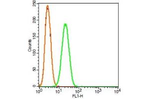 Rat RSC96 cells probed with HIF2 alpha Polyclonal Antibody, FITC conjugated (bs-1447R-FITC) (green) at 1:100 for 30 minutes compared to unstained cells (blue) and isotype control (orange). (EPAS1 抗体  (AA 1-130) (FITC))