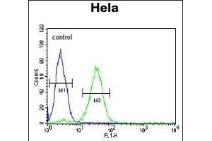 CREM Antibody (C-term) (ABIN653067 and ABIN2842668) flow cytometric analysis of Hela cells (right histogram) compared to a negative control (PBS alone) (left histogram).