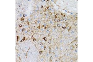 Immunohistochemistry of paraffin-embedded mouse brain using PGRMC1 antibody. (PGRMC1 抗体  (AA 44-195))