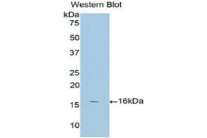Western Blotting (WB) image for anti-Annexin A3 (ANXA3) (AA 190-312) antibody (ABIN1858023) (Annexin A3 抗体  (AA 190-312))