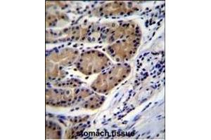 CTSO Antibody (N-term) (ABIN656692 and ABIN2845928) immunohistochemistry analysis in formalin fixed and paraffin embedded human stomach tissue followed by peroxidase conjugation of the secondary antibody and DAB staining. (CTSO 抗体  (N-Term))