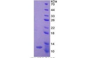 SDS-PAGE of Protein Standard from the Kit (Highly purified E. (Ghrelin ELISA 试剂盒)