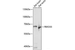 Western blot analysis of extracts of various cell lines using FBXO33 Polyclonal Antibody at dilution of 1:1000. (FBXO33 抗体)