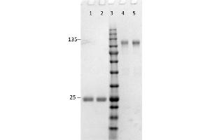 SDS-PAGE results of Goat F(ab')2 Anti-Rabbit IgG (H&L) Antibody. (山羊 anti-兔 IgG (Heavy & Light Chain) Antibody - Preadsorbed)