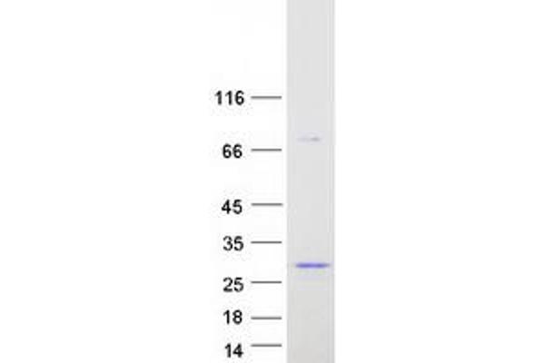 BPIFA1 Protein (Transcript Variant 1) (Myc-DYKDDDDK Tag)