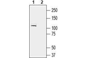 LRRC4B 抗体  (Extracellular, N-Term)