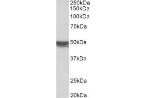 ABIN5539706 (0. (KRT20 抗体  (Internal Region))