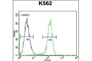 MYO19 Antibody (Center) (ABIN655116 and ABIN2844747) flow cytometric analysis of K562 cells (right histogram) compared to a negative control cell (left histogram).