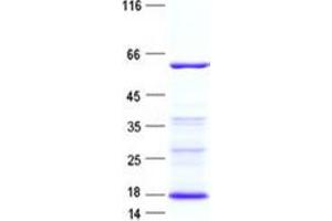 Validation with Western Blot (FKBP5 Protein (His tag))