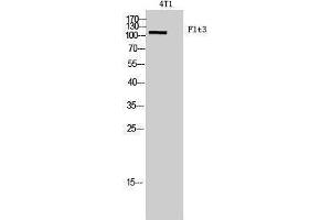 Western Blotting (WB) image for anti-Fms-Related tyrosine Kinase 3 (FLT3) (Internal Region) antibody (ABIN3181448) (FLT3 抗体  (Internal Region))