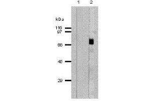 Image no. 1 for anti-Perforin 1 (Pore Forming Protein) (PRF1) (AA 402-534) antibody (ABIN187563) (Perforin 1 抗体  (AA 402-534))