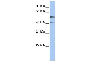 Western Blotting (WB) image for anti-Solute Carrier Family 23 Member 3 (SLC23A3) antibody (ABIN2458812) (SLC23A3 抗体)