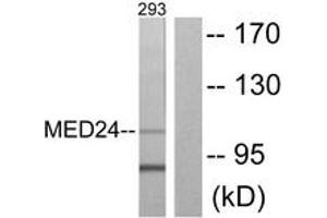 Western Blotting (WB) image for anti-Mediator Complex Subunit 24 (MED24) (AA 801-850) antibody (ABIN2889345) (MED24 抗体  (AA 801-850))