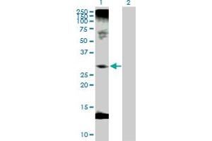 Western Blotting (WB) image for anti-C1q and Tumor Necrosis Factor Related Protein 1 (C1QTNF1) (AA 1-281) antibody (ABIN530295)
