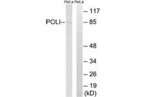 Western Blotting (WB) image for anti-Polymerase (DNA Directed) iota (POLI) (AA 641-690) antibody (ABIN2890266) (POLI 抗体  (AA 641-690))