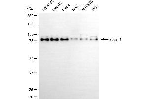 anti-Epsin 1 (EPN1) antibody