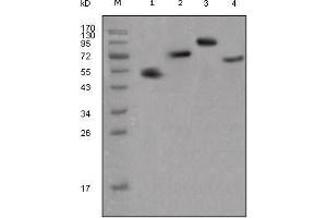 Western Blot showing human IgG (Fc specific) antibody used against different fusion proteins with human IgG (Fc specific) tag. (小鼠 anti-人 IgG (Fc Region) Antibody)