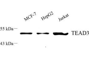 Western blot analysis of Tead3 (ABIN7075852) at dilution of 1: 500 (TEAD3 抗体)