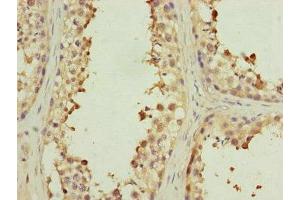 Immunohistochemistry of paraffin-embedded human testis tissue using ABIN7151077 at dilution of 1:100 (MYLIP 抗体  (AA 266-445))