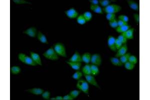 Immunofluorescence staining of Hela cells with ABIN7172139 at 1:133, counter-stained with DAPI.
