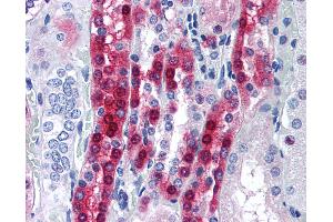 Anti-PPP1R1A antibody IHC of human kidney. (PPP1R1A 抗体  (AA 50-100))