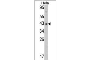 Western blot analysis of Mouse Dnmt3L Antibody (ABIN387907 and ABIN2844287) in Hela cell line lysates (35 μg/lane). (DNMT3L 抗体  (AA 389-421))