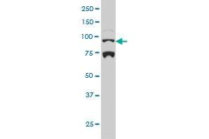 NR3C1 monoclonal antibody (M01), clone 2C8 Western Blot analysis of NR3C1 expression in Hela S3 NE . (Glucocorticoid Receptor 抗体  (AA 51-140))