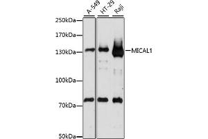 Western blot analysis of extracts of various cell lines, using MIC antibody (ABIN7268515) at 1:1000 dilution. (MICAL1 抗体  (AA 718-1067))
