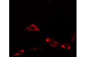 ABIN6276372 staining  NIH-3T3 cells by IF/ICC. (HSP90AA1 抗体  (C-Term))