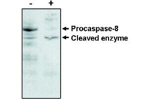 Western blot analysisusing caspase -8 antibody on MCF-7 cells negative (-) and positive (+) for caspase-3 after treatment for 48 hours with thapsigargin. (Caspase 8 抗体)
