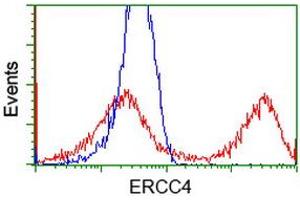 HEK293T cells transfected with either RC223300 overexpress plasmid (Red) or empty vector control plasmid (Blue) were immunostained by anti-ERCC4 antibody (ABIN2454690), and then analyzed by flow cytometry. (ERCC4 抗体)