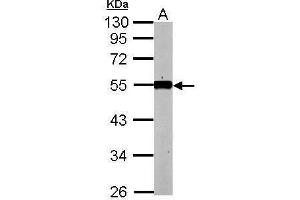 WB Image Sample (50 ug of whole cell lysate) A: mouse kidney 10% SDS PAGE antibody diluted at 1:1000 (KLF12 抗体)