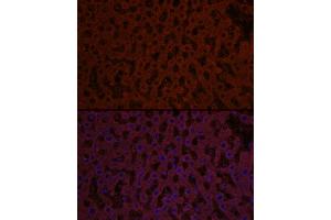 Immunofluorescence analysis of rat liver cells using Sonic Hedgehog (Shh) Rabbit pAb (ABIN6134067, ABIN6147741, ABIN6147743 and ABIN6223662) at dilution of 1:50 (40x lens). (Sonic Hedgehog 抗体)