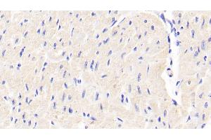 Detection of DDO in Bovine Cardiac Muscle Tissue using Polyclonal Antibody to D-Aspartate Oxidase (DDO) (DDO 抗体  (AA 161-272))
