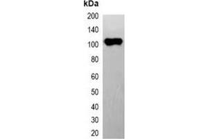 Western blot analysis of over-expressed EYFP-tagged protein in 293T cell lysate. (eYFP 抗体)