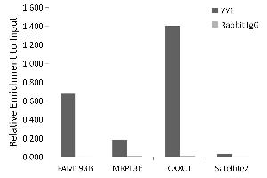 Chromatin immunoprecipitation analysis of extracts of 293T cells, using YY1 antibody (ABIN7271428) and rabbit IgG. (YY1 抗体)