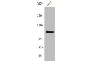 Western Blot analysis of COS7 cells using IARS2 Polyclonal Antibody (IARS2 抗体  (N-Term))
