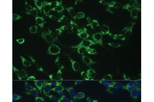 Immunofluorescence (IF) image for anti-Cytochrome C Oxidase Subunit Vb (COX5B) antibody (ABIN7260609)