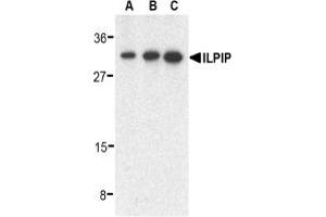 Image no. 2 for anti-STE20-Related Kinase Adaptor beta (STRADB) (C-Term) antibody (ABIN203695) (STRADB 抗体  (C-Term))