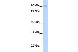 TMEM24 antibody used at 0. (C2CD2L 抗体  (C-Term))