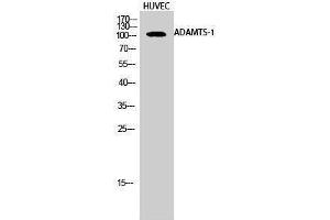 Western Blotting (WB) image for anti-ADAM Metallopeptidase with Thrombospondin Type 1 Motif, 1 (ADAMTS1) (Internal Region) antibody (ABIN3173677) (ADAMTS1 抗体  (Internal Region))