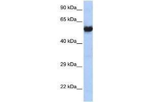 Western Blotting (WB) image for anti-Cholinergic Receptor, Nicotinic, gamma (CHRNG) antibody (ABIN2460108) (CHRNG 抗体)