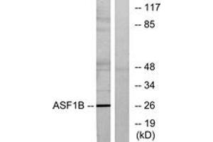 Western blot analysis of extracts from K562 cells, using ASF1B Antibody. (ASF1B 抗体  (AA 101-150))
