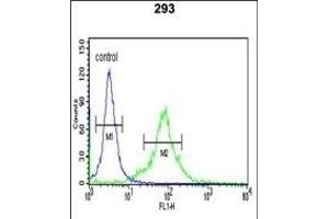 PNUTL2 Antibody (N-term) (ABIN1944842 and ABIN2841726) flow cytometric analysis of 293 cells (right histogram) compared to a negative control cell (left histogram). (Septin 4 抗体  (N-Term))