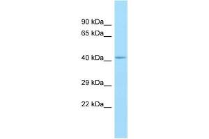 WB Suggested Anti-GPR85 Antibody Titration: 1. (GPR85 抗体  (N-Term))