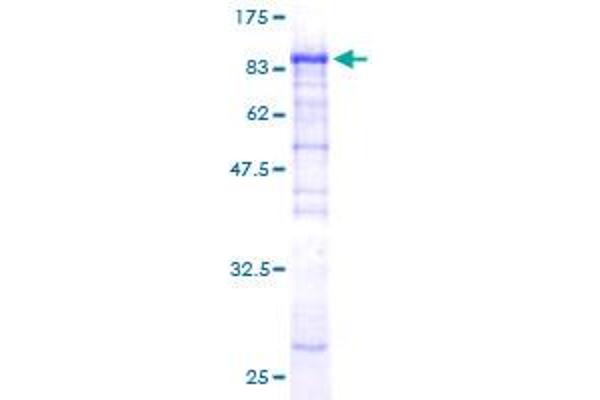 CPNE6 Protein (AA 1-557) (GST tag)